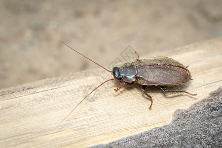 或太平洋甲虫蟑螂的图像 昆虫 动物容器厌恶玻璃叶子天线野生动物花园生物漏洞荒野图片