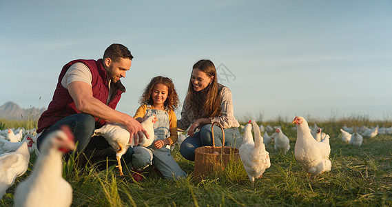 幸福的妈妈 爸爸和孩子对养鸡 农场和家庭的爱一起享受美好时光 在乡村田野上交谈和建立联系 与农民一起进行家禽养殖 自由放养的鸟类图片