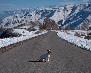 狗杰克罗塞尔特瑞尔坐在雪山的路上荒野森林天气丘陵动物旅游宠物犬类冒险顶峰图片