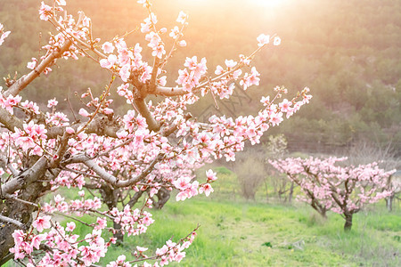 花园桃子花 春日带粉红花的桃树 园艺 农业的概念 笑声果园樱花草地李子框架植物植物群季节边界水果图片