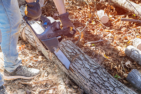 飓风过后 伐木工人用手电锯在森林里用手电锯锯倒树木图片