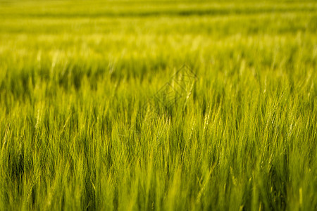 春天在农田里生长的年轻绿色大麦 未成熟的谷物 农业 有机食品的概念 大麦在土壤中发芽图片