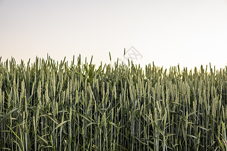 小麦田 艾格库鲁特 农业 健康饮食 有机食品的概念图片