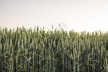 小麦田 艾格库鲁特 农业 健康饮食 有机食品的概念图片