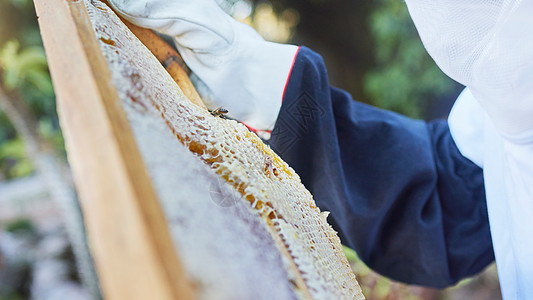 手 养蜂人或检查蜂蜜农场 可持续农业土地或健康食品领域的木框 用于甜糖浆收获或保健生产的缩放 纹理或农民和昆虫箱图片