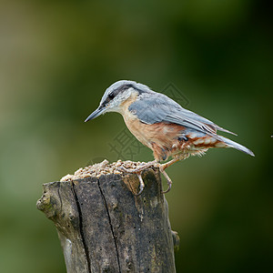 纽特奇森林动物平衡花园绿色自由鸟类女性观鸟野生动物图片