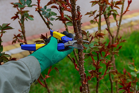 用花园剪刀围着玫瑰 农夫在花园里工作活动枝条农民灌木衬套工具树干金属农业园艺图片