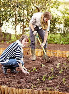 在他们的花园里一起工作 一对年轻夫妇一起在他们的菜园里种苗图片