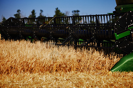农业联合收割机在收获成熟小麦期间在田间 结合在麦田工作 收获期间的收割机 联合收割机收割庄稼 收割工具的特写工作栽培农场稻草玉米图片