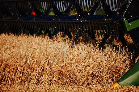 农业联合收割机在收获成熟小麦期间在田间 结合在麦田工作 收获期间的收割机 联合收割机收割庄稼 收割工具的特写田园场地生长风光玉米图片