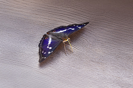 美丽的蝴蝶 翅膀上有蓝色的蝴蝶图片