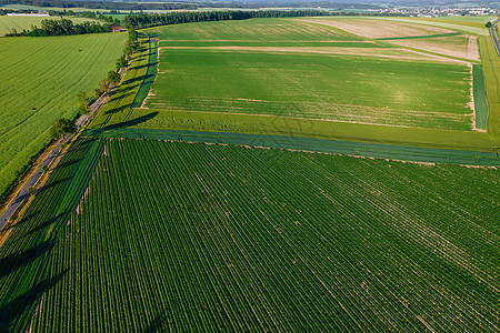 空中观察一个田野 在那里土豆长甚至连行生长 在大片农场种植图片