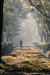 在一个雾雾的清晨 一个人在树园路上行走街道天空岩石海滩公共公园自然薄雾太阳建筑学城市图片