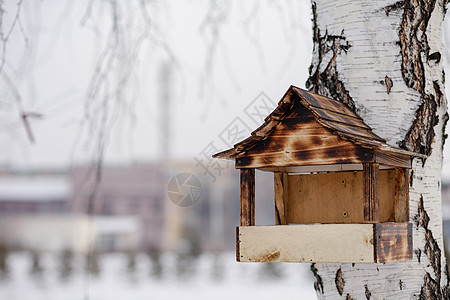 木鸟饲料器 从冬季花园的树上撒种子喂养公园房子动物城市森林鸟类季节木头野生动物图片