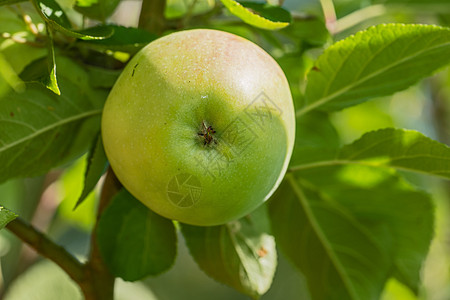 苹果的采摘从未像现在这样吸引人   一种非常健康和诱人的治疗方法 但是 它却让医生远离了自己农场健康饮食水果花园植物裁剪消耗品太图片