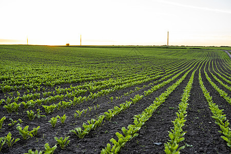 甜菜根在农田发芽幼苗 农业 健康饮食 有机食品 种植 玉米田 玉米田图片