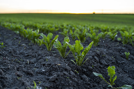生长在肥沃土壤的年轻甜菜根发芽 在蓝天的农田上的甜菜根幼苗 农业 健康饮食 有机食品 种植 玉米田图片