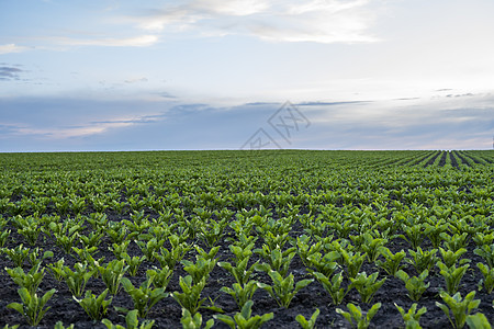 甜菜根发芽 蓝天农田肥沃土壤中的甜菜根幼苗 农业 健康饮食 有机食品 种植 玉米田图片