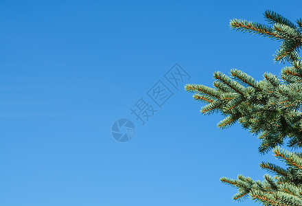 蓝天空背景上的松树枝图片