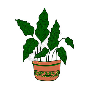 锅炉中的植物装饰设计叶子家庭植物学花园花盆盆栽元素植物群图片