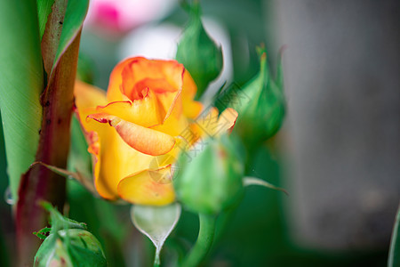 花园里的红黄玫瑰和玫瑰花蕾 特写 有选择的焦点 玫瑰在绿叶的背景下绽放 夏花 自然背景生日宏观植物母亲植物群辉煌紫色园艺礼物花瓣图片