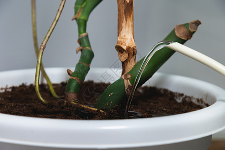 特写花茎 白盆 绿色室内植物浇水 办公室或家居装饰图片