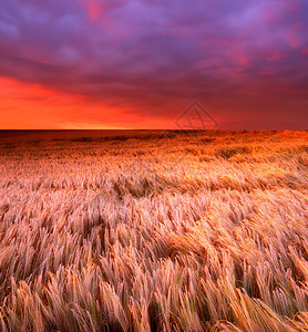 夏季农村日落     大量复制空间天气阳光农场国家天空生态太阳蓝色季节风景图片