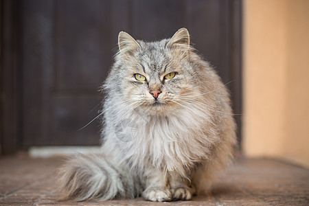 猫是美丽的 毛毛的 灰色的 在冬天走在户外动物寂寞孤独街道眼睛宠物猫咪房子散步哺乳动物图片