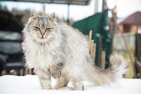 猫是美丽的 毛毛的 灰色的 在冬天走在户外房子街道散步季节宠物猫咪哺乳动物荒野头发眼睛图片