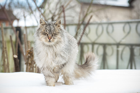 猫是美丽的 毛毛的 灰色的 在冬天走在户外猫咪荒野毛皮小猫街道季节眼睛寂寞动物猎人图片
