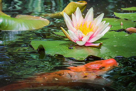 Lily Flower开花和在法国Taurny水池上的橘子鱼院子锦鲤摄影水面鲤鱼萼片金鱼橙子叶子积水图片