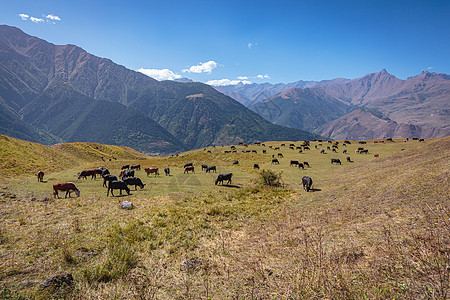 一群牛在高加索山的草原上放牧 它们聚集在一起图片