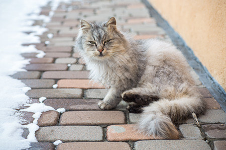 猫是美丽的 毛毛的 灰色的 在冬天走在户外哺乳动物猎人毛皮散步猫咪小猫野生动物动物荒野房子图片