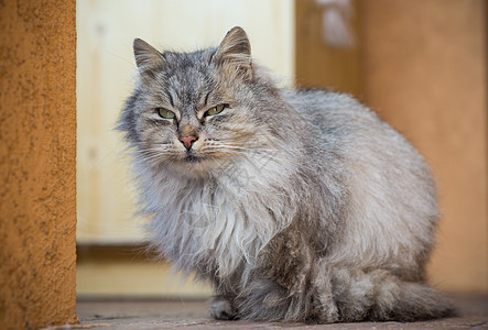 猫是美丽的 毛毛的 灰色的 在冬天走在户外孤独头发哺乳动物房子街道寂寞荒野季节猫咪猎人图片