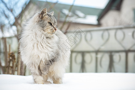 猫是美丽的 毛毛的 灰色的 在冬天走在户外头发野生动物街道猫咪寂寞房子动物散步孤独季节图片