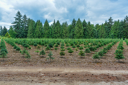 植种树木田 小松树在路边图片