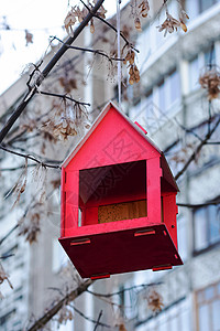秋树枝旁的鸟类食鸟者生长花园场景帮助摄影环境红色生态季节野生动物图片