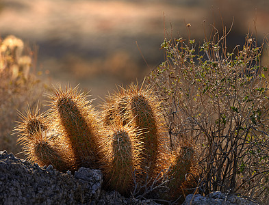 沙漠日落 美国南加利福尼亚州荒漠州公园的日落图片