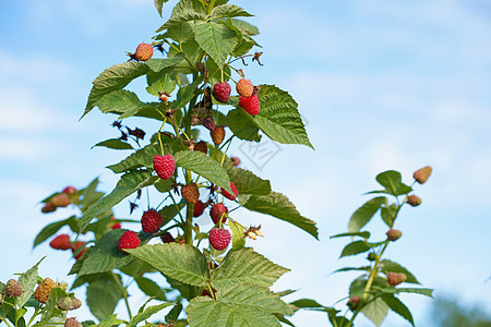 园中成熟的草莓树枝附近食物叶子水果绿色收成农业季节浆果花园衬套图片