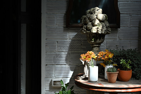 花瓶里盛着美丽的雪贝拉花朵 阳光从日落的阳光照耀在窗缝中图片