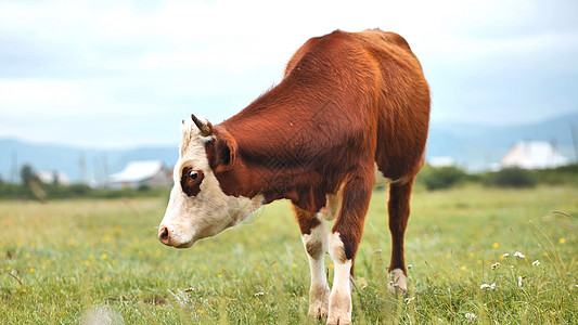 红牛在阴云的一天 在牧场里放牧家畜草地农田天空哺乳动物农场牛奶奶牛农业动物图片