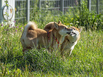 Shiba Inu狗 步行地区羊毛草地宠物场地乐趣侵略快乐动物娱乐植物图片