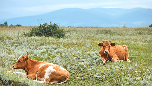 红牛在荒凉的一天躺在田地里奶牛蓝色村庄国家姿势农村哺乳动物家畜兄弟姐妹动物图片