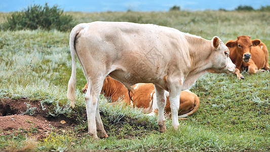 红牛在阴云的一天 在牧场里放牧蓝色草地哺乳动物场地农场奶牛土地晴天动物环境图片