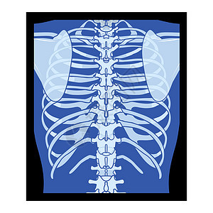 人体身体 -胸 脊椎骨 骨类成年人 伦琴后视3D现实的蓝色平面色图片