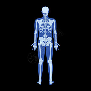 射线骨骼人体-手 腿 胸部 头部 椎骨 骨盆 骨骼成人伦琴后视图 3D图片