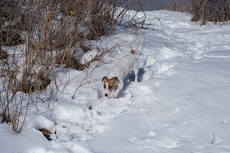 拉塞尔泰瑞尔狗跑过雪地哺乳动物喜悦旅游顶峰快乐消遣犬类天气山脉伴侣图片