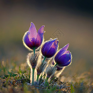 春花 美丽的鲜花和有天然颜色背景的太阳花瓣宏观花粉季节蓝色紫色雌蕊植物群植物生长图片
