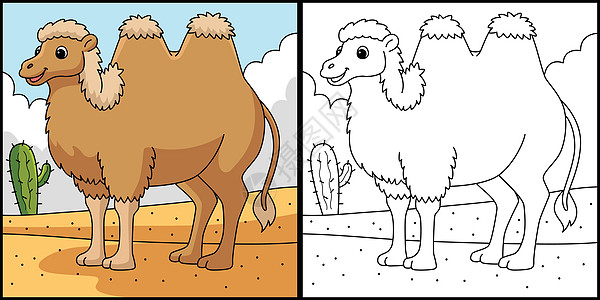Bactrian 骆驼动物色彩说明图片