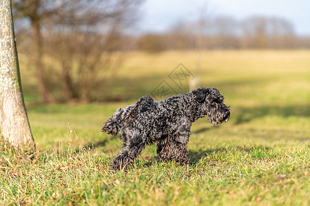 一只在绿草地上撒尿的狗图片